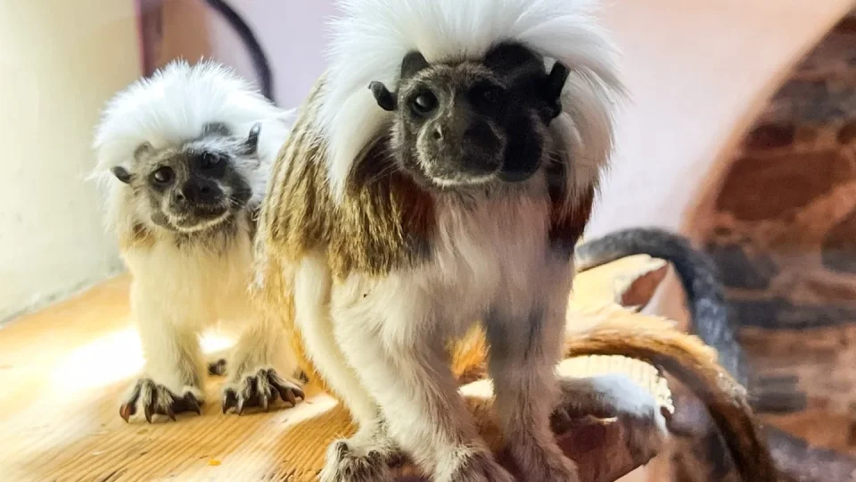 Bezkemp U Merlina