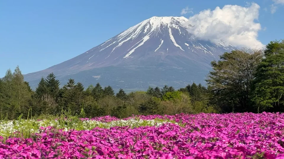 Japonsko mýma očima II
