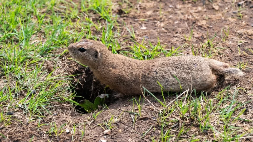 Trip Muránska planina, Muránsky hrad, syslové