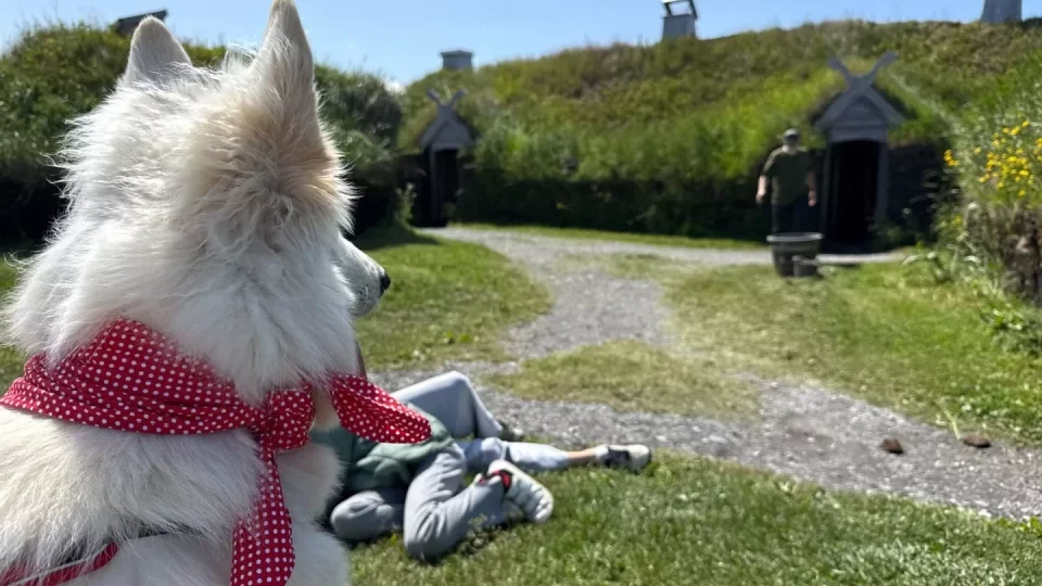 Fotr na tripu 10, vikingové