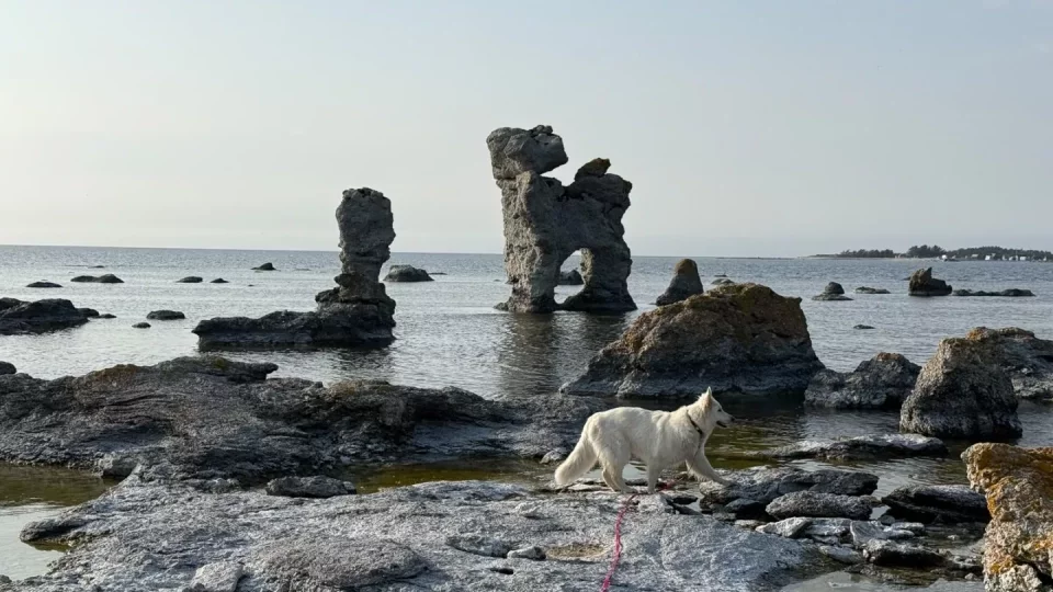 Fotr na tripu 9, Fårö