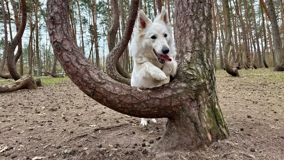 Křivý les a Hoia Baciu