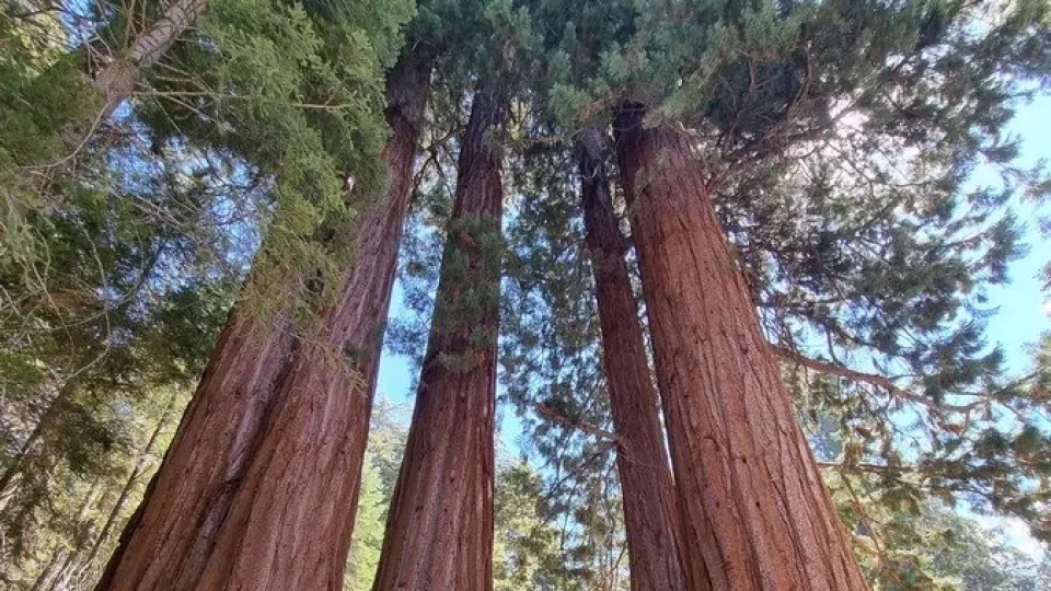 Kalifornský národní park Sequoia