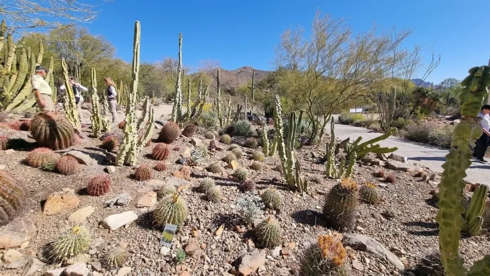 NP Saguaro