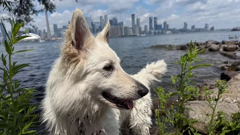 Fotr na tripu 10, Toronto Islands