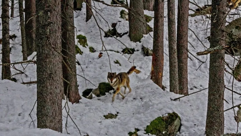 Zimní Šumava