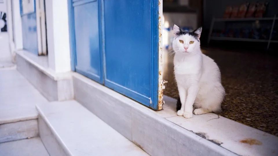 Syros, útulek, kočka