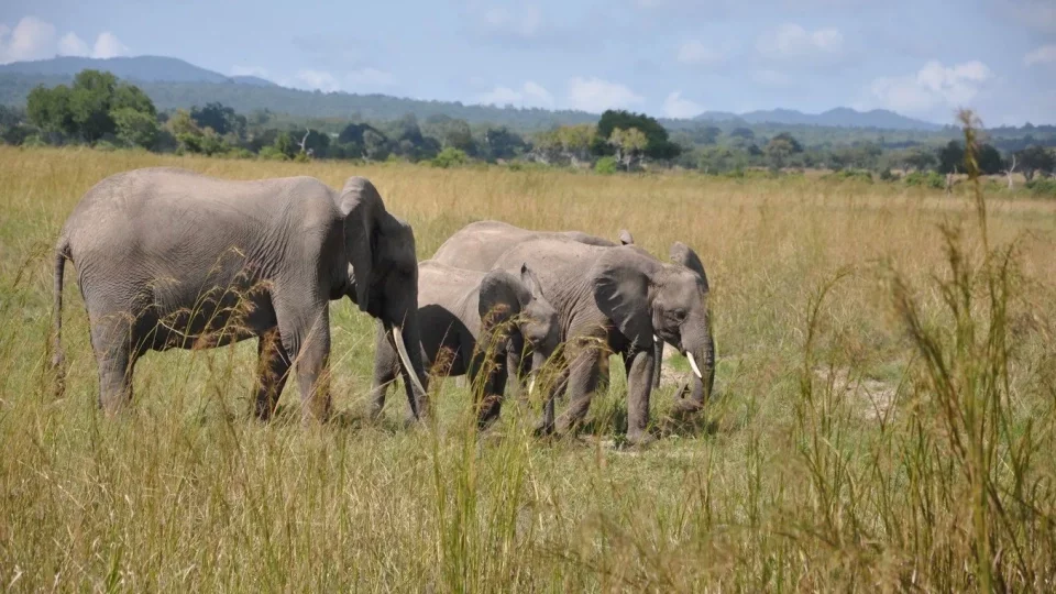 Safari v srdci Afriky