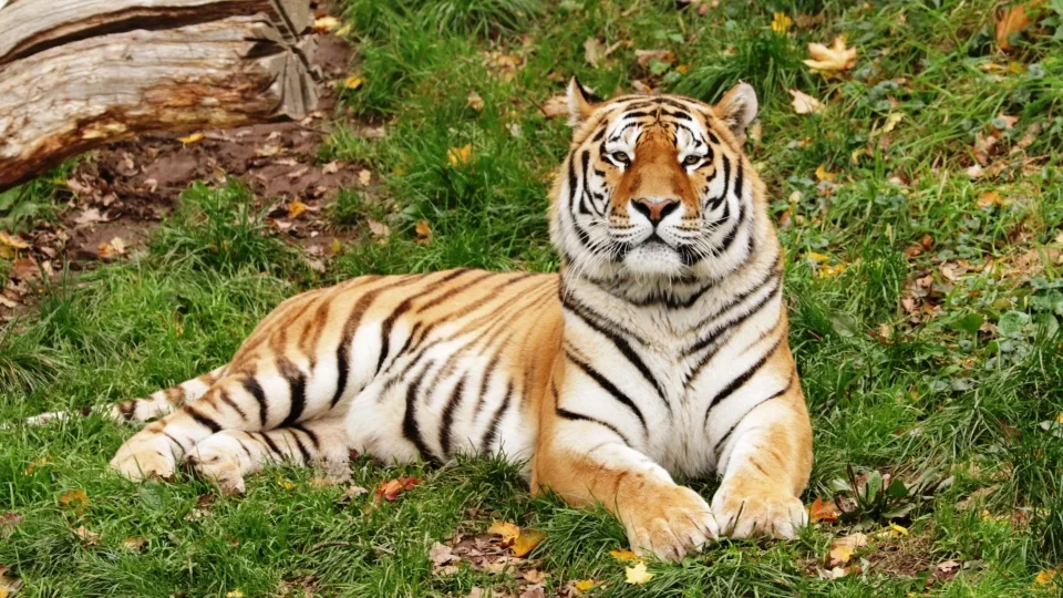 Zoo plzeň