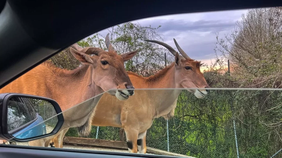 Ford trip, Parco Natura Viva