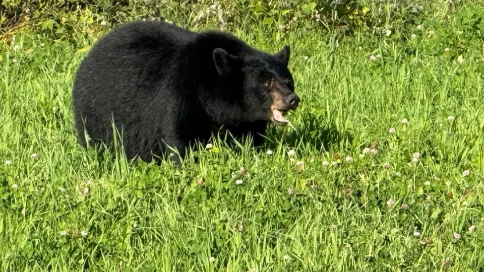Když se z lesa vynoří medvěd. Fotr po kanadské zkušenosti radí, co určitě nedělat a jak se chovat