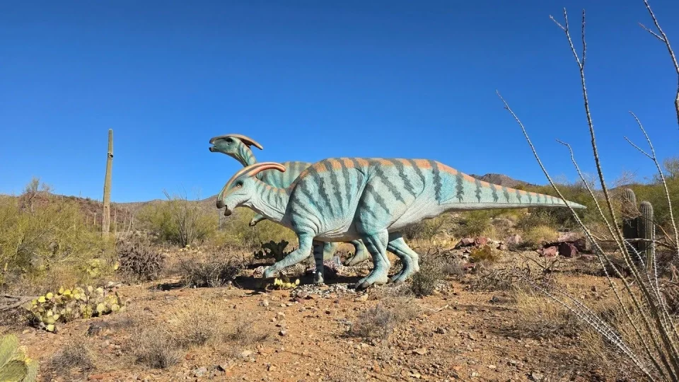 NP Saguaro
