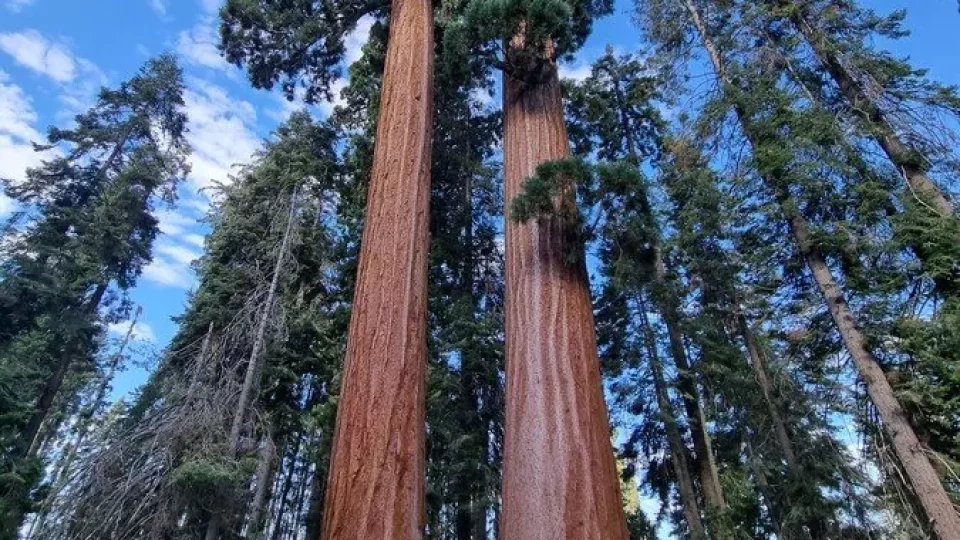 Kalifornský národní park Sequoia