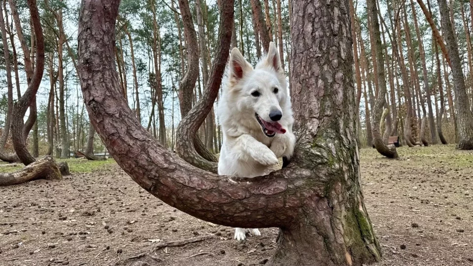 Křivý les a Hoia Baciu