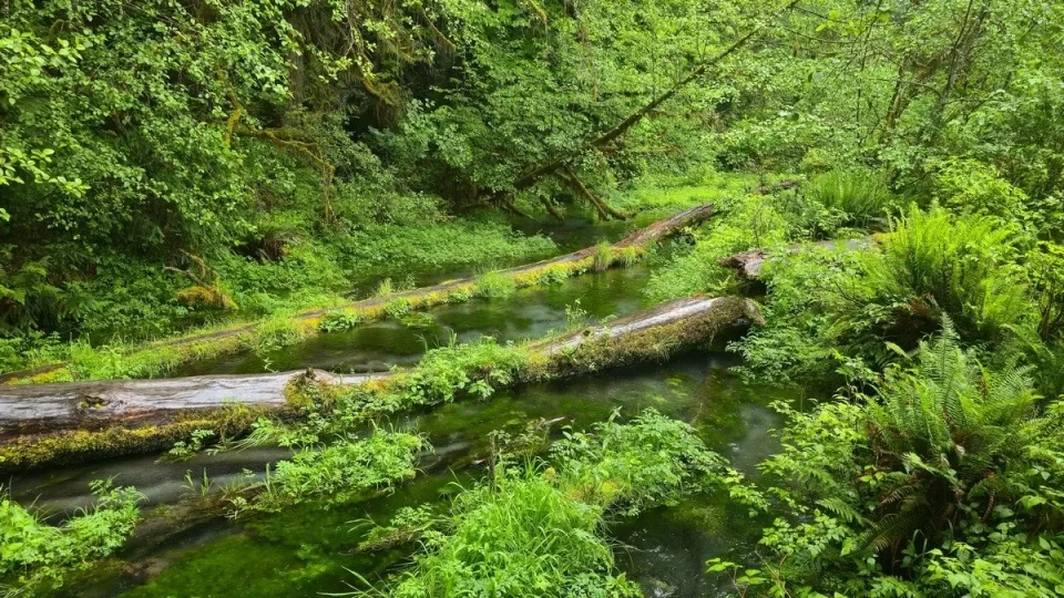 Forks, Twilight