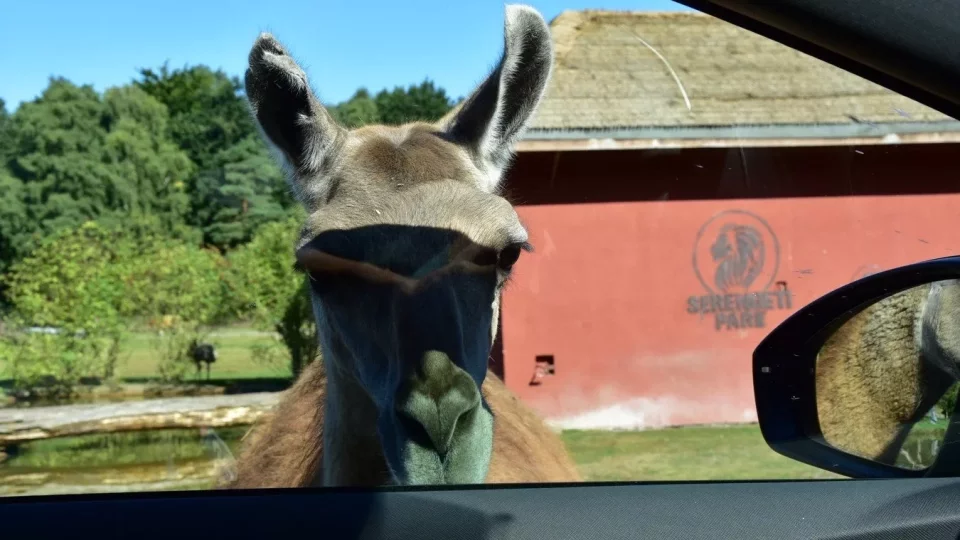 Safari Serengeti Park