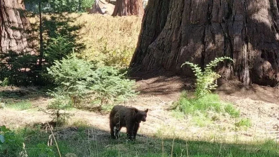 Kalifornský národní park Sequoia