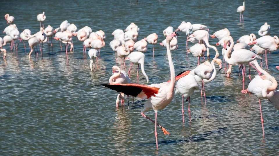 Ford trip, Camargue
