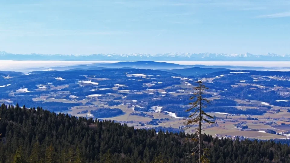Třístoličník, Šumava