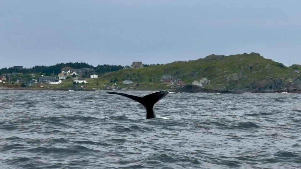 Fotr na tripu 10, Newfoundland