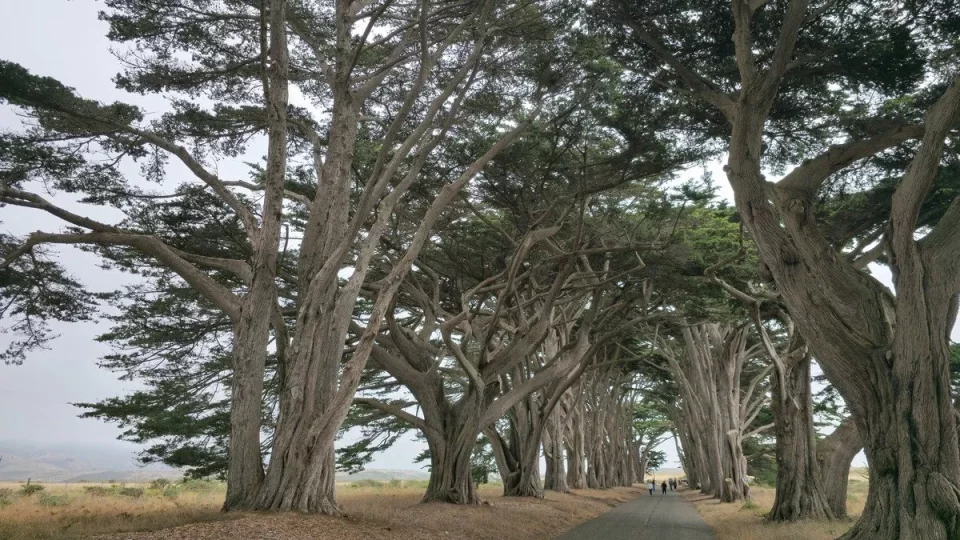 San Francisko