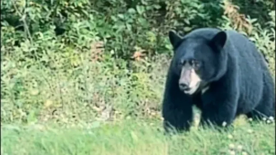 Fotr na tripu 10, medvědi