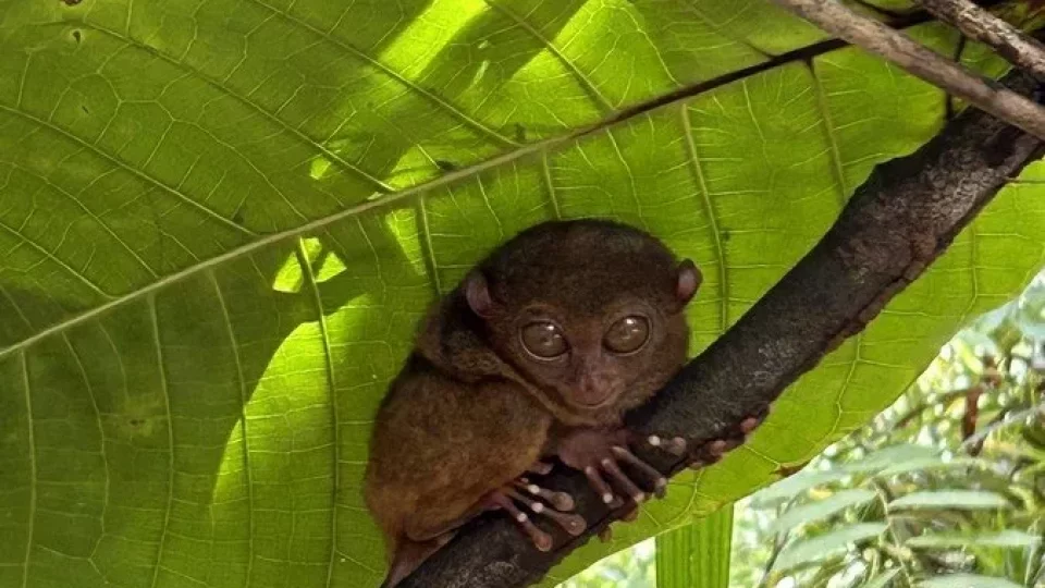 Filipíny, Bohol