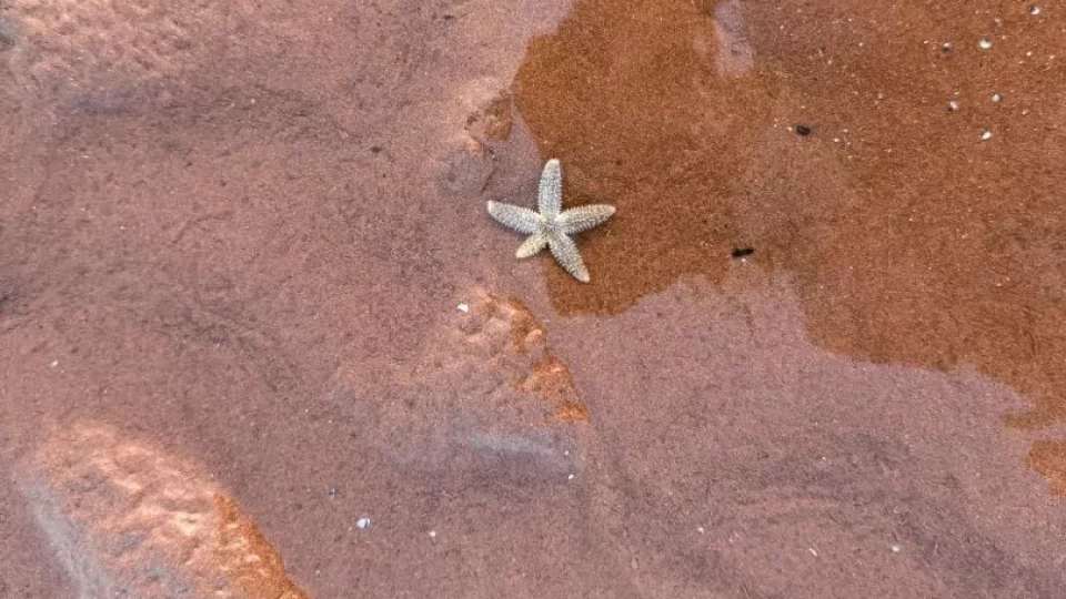 Fotr na tripu 10, Ostrov prince Edwarda