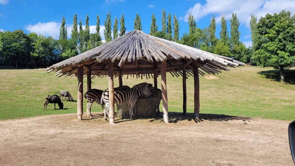 Safari Dvůr Králové