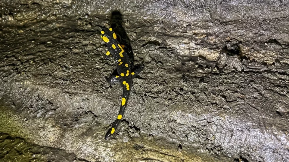 Trip Muránska planina, Gemerske spojky, jeskyně