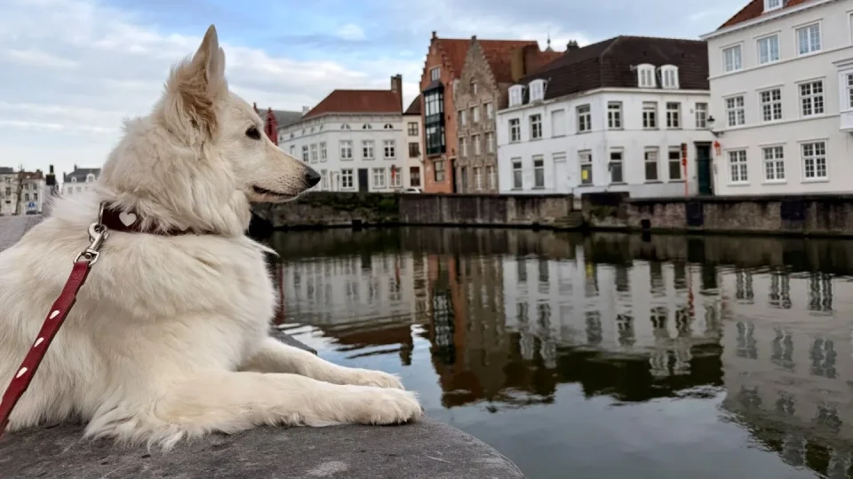 Fotr na tripu 11, Bruggy