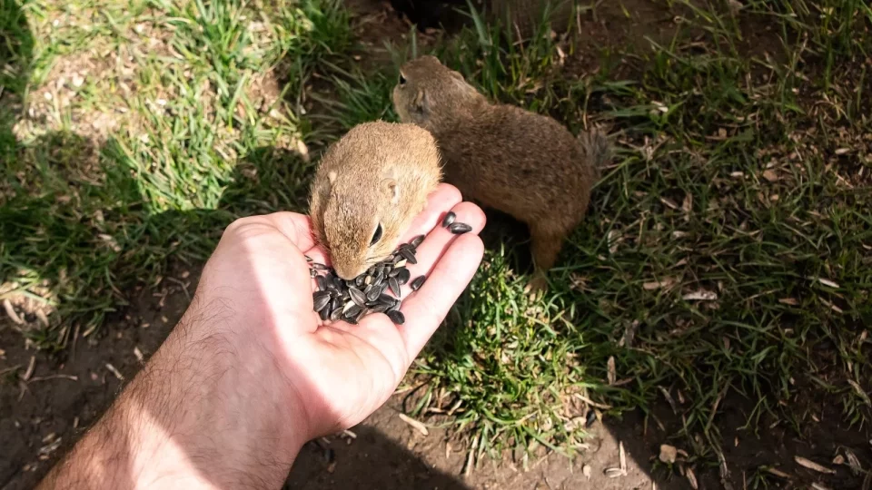 Trip Muránska planina, Muránsky hrad, syslové