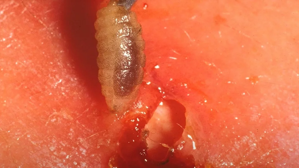 Larva Tumbu