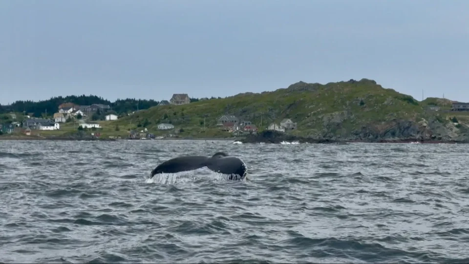 Fotr na tripu 10, velryby