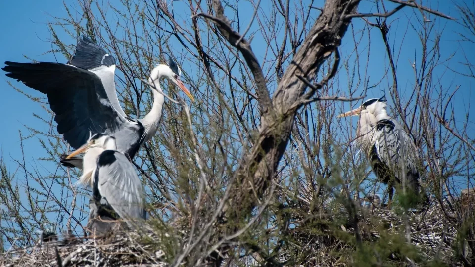 Ford trip, Camargue