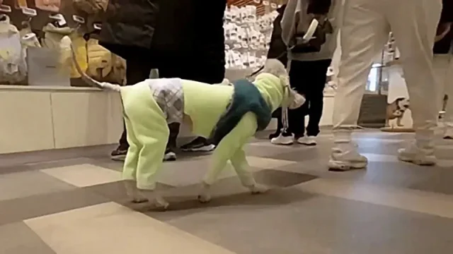 Psí život? Ani omylem. V téhle zemi psi mohou klidně čůrat v obchoďáku a mají tam i své wellness