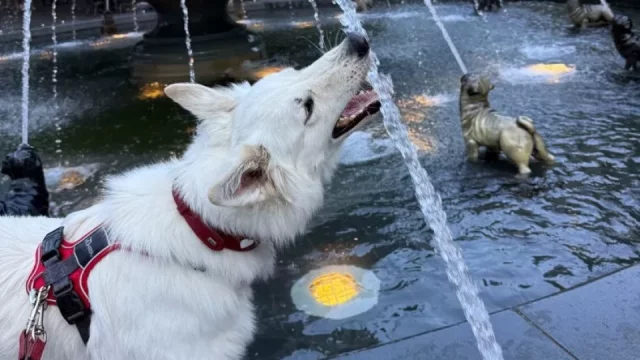 Psí fontána v Torontu: Místo, kde se smějí i psi. A páníčci s nimi