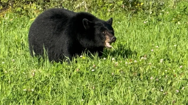 Když se z lesa vynoří medvěd. Fotr po kanadské zkušenosti radí, co určitě nedělat a jak se chovat