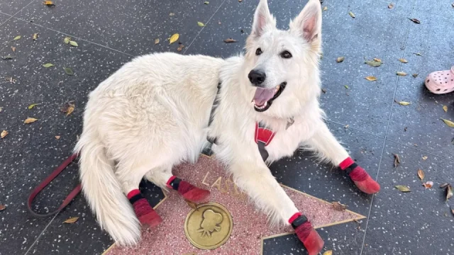 Prý vyhrál Oscara, ale byl to pes. V Hollywoodu jsme našli hvězdu Rin Tin Tina