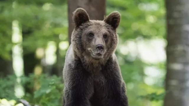 Co dělat při setkání s medvědem. Zapomeňte na útěk, raději si pořiďte speciální sprej, radí zoolog