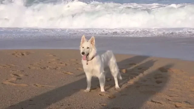 Pepa chtěl klidný den u moře, místo toho měl spíš pocit, jako by se objevil v románu George Orwella