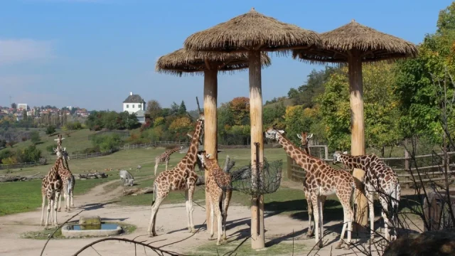 Jak si užít pražskou zoo. Máme tipy, jak se při návštěvě vyhnout davům a co rozhodně nevynechat