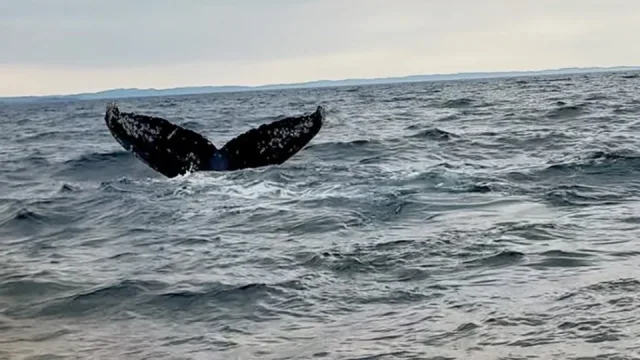 Fotrův manuál pro pozorování velryb: Kdy, kam, jak a za kolik