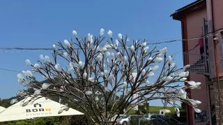 Sklárna Ajeto /Lasvit