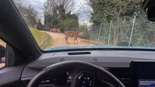 Ford trip, Parco Natura Viva