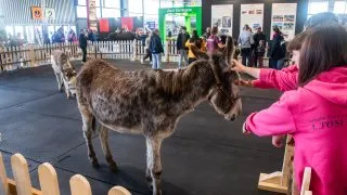 Fieracavalli 2025