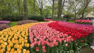 Keukenhof