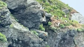 Fotr na tripu 10, velryby