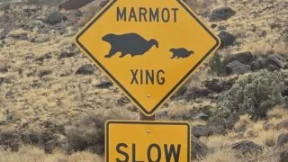 Pravidla na silnicích v USA