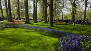 Keukenhof